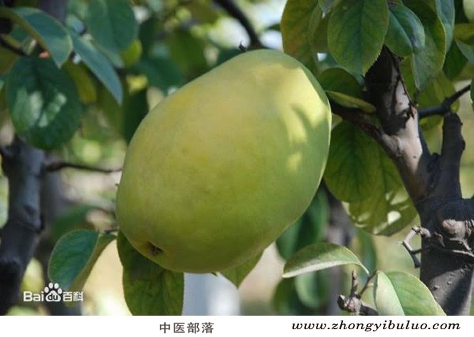 木瓜 - 图片3