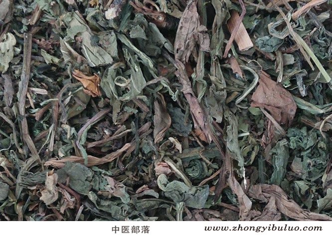 蒲公英 - 图片2