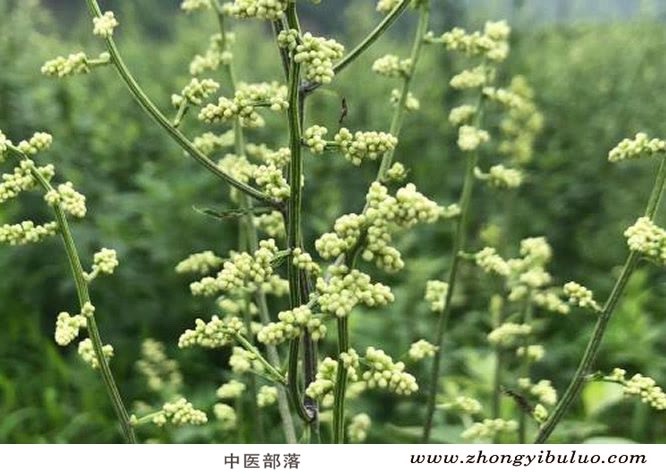 刘寄奴 - 图片3