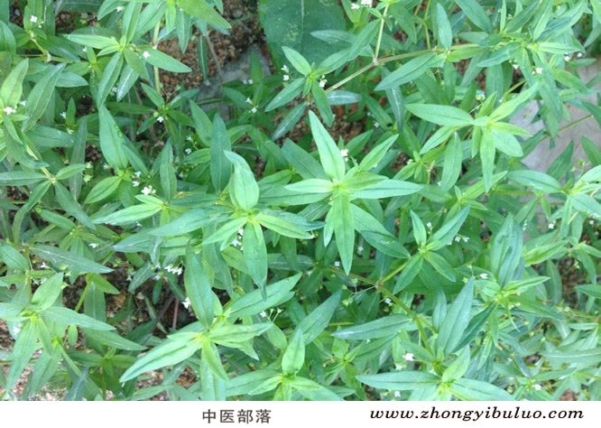 白花蛇舌草 - 图片3