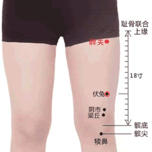 伏兔