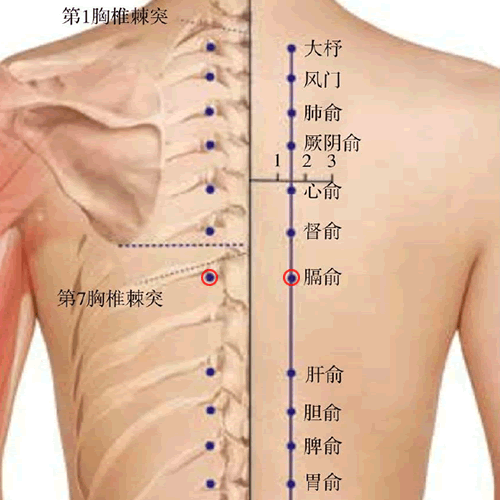 膈俞