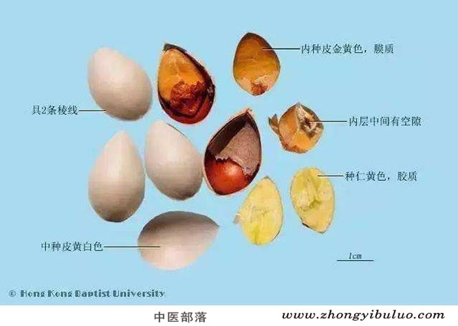 白果 - 图片2