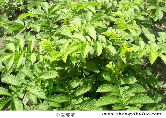仙鹤草 - 图片3