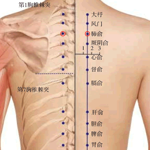 肺俞