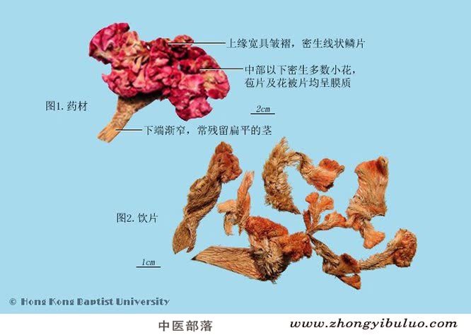 鸡冠花 - 图片2