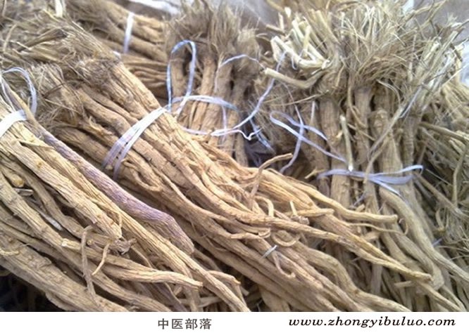 防风 - 图片2