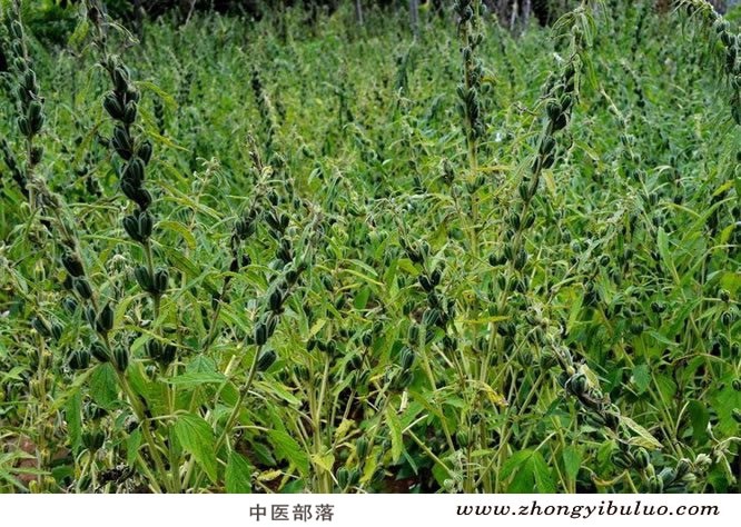 黑芝麻 - 图片3