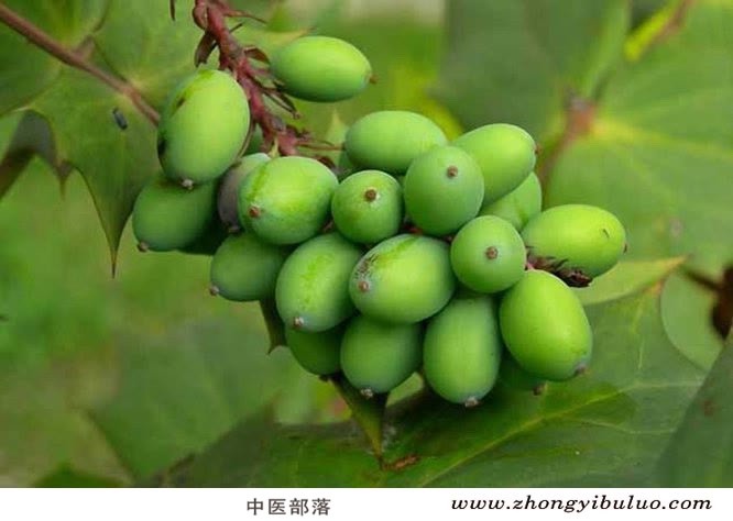 青果 - 图片2
