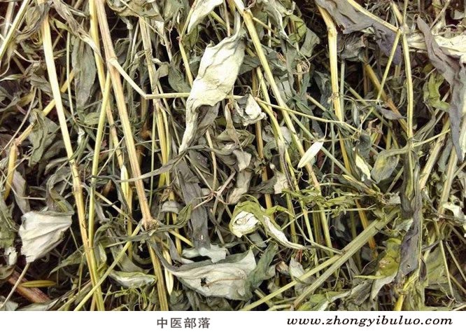 穿心莲 - 图片2