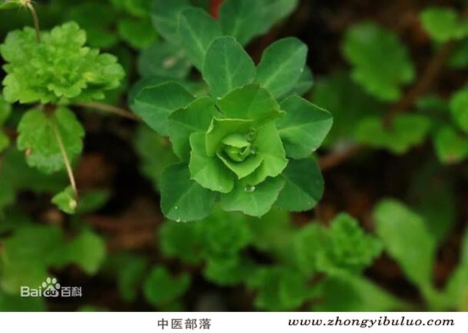 泽漆 - 图片2