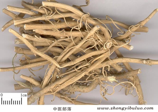 白前 - 图片2