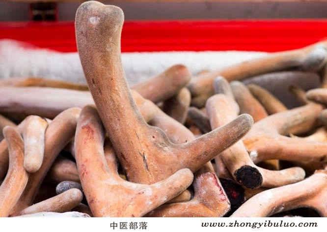 鹿茸 - 图片2