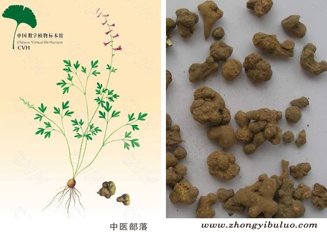 夏天无 - 图片2