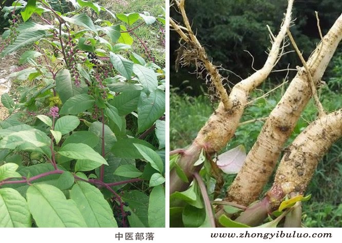 商陆 - 图片3