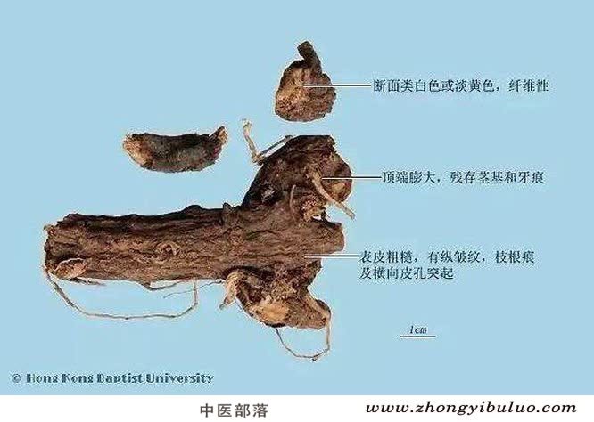 京大戟 - 图片2