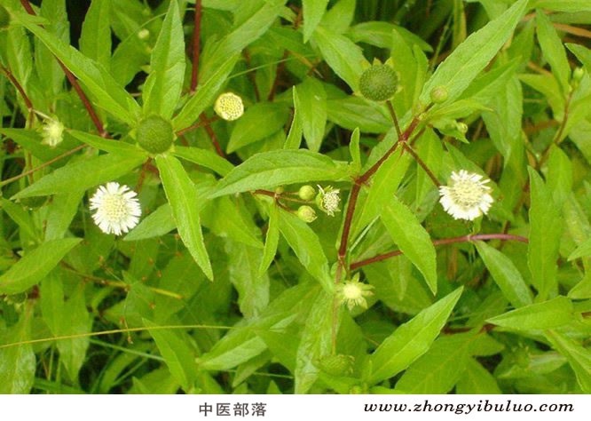 墨旱莲 - 图片3