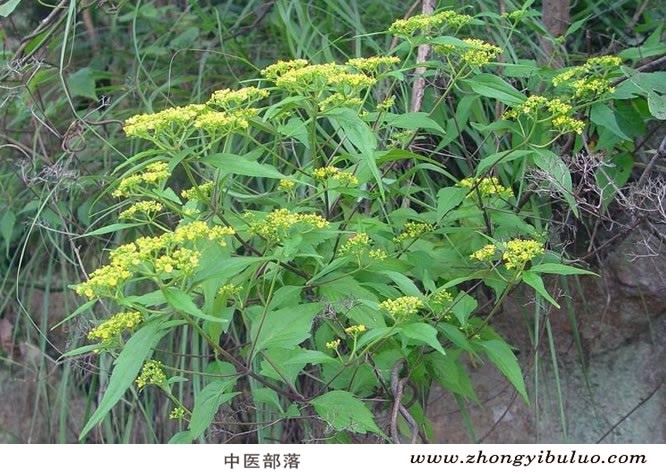 败酱草 - 图片3