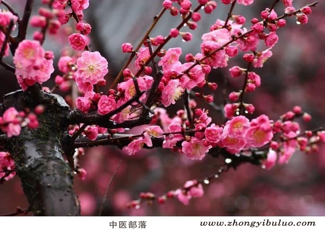 绿萼梅 - 图片3