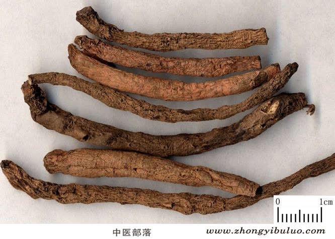 仙茅 - 图片2