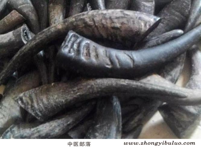 水牛角 - 图片2
