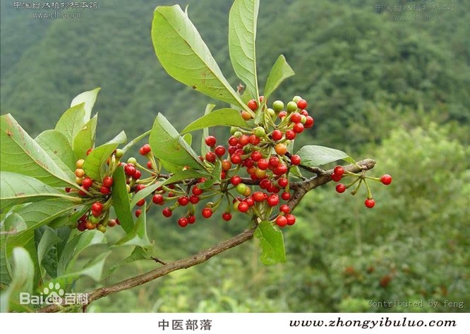 胡椒 - 图片3
