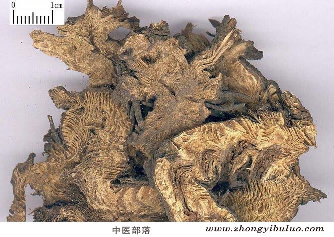 升麻 - 图片2