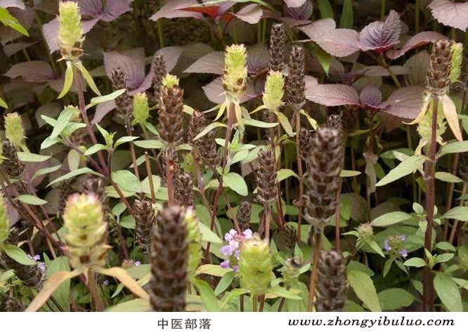 夏枯草 - 图片3