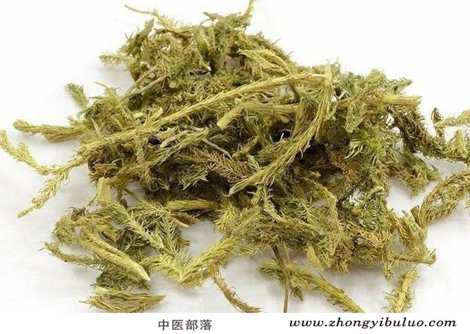 伸筋草 - 图片2