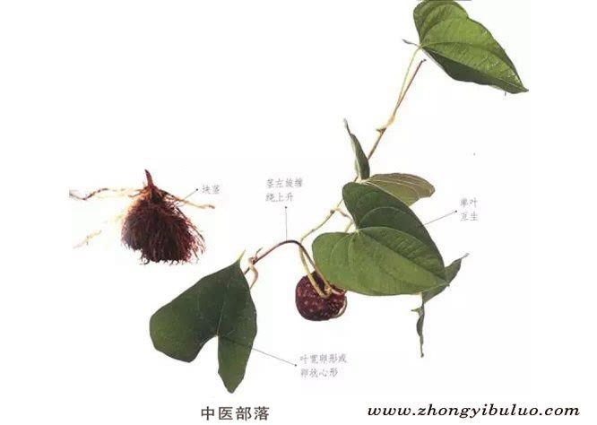 黄药子 - 图片2