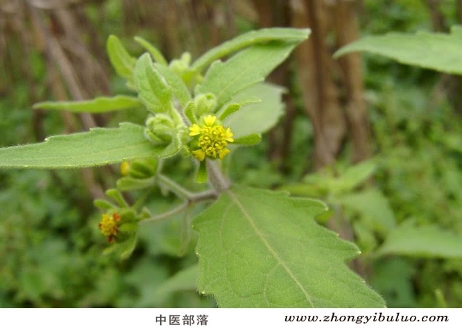 豨莶草 - 图片3