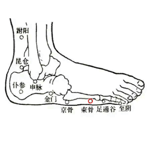 束骨