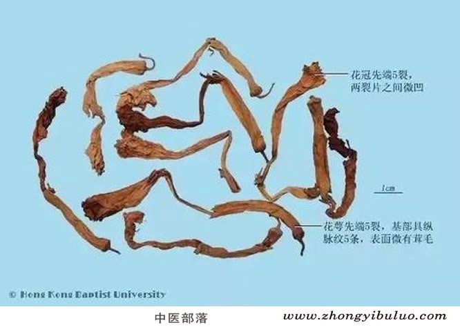 洋金花 - 图片2