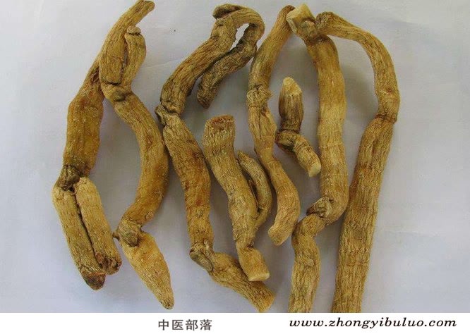 玉竹 - 图片2