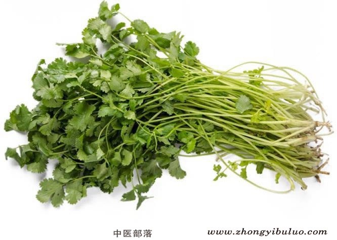 胡荽 - 图片2