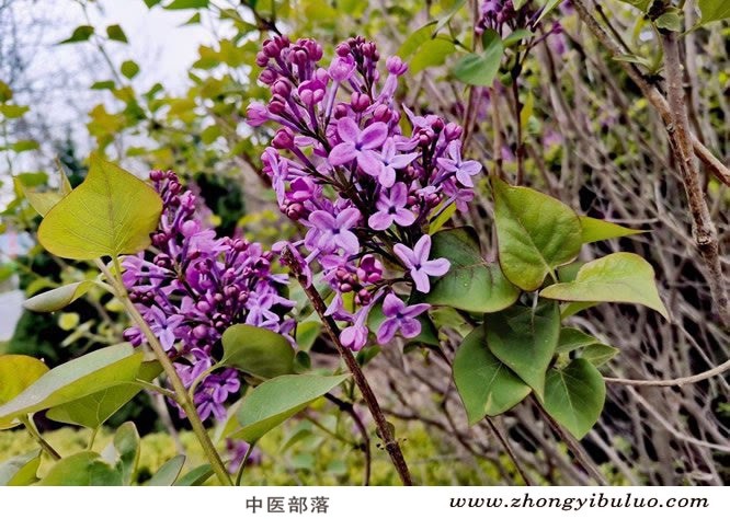 芫花 - 图片3