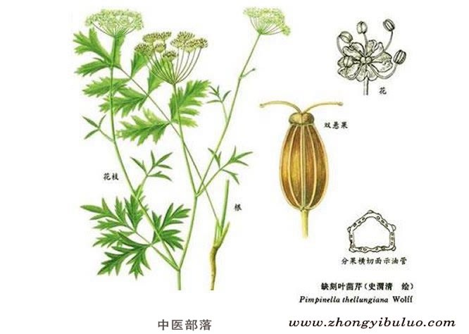 羊红膻 - 图片2