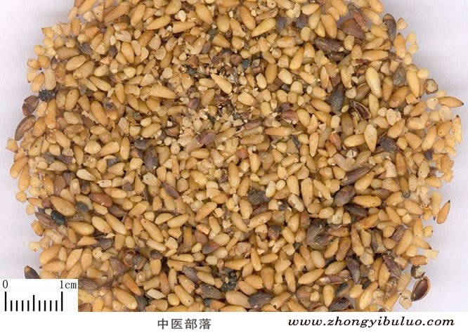 柏子仁 - 图片2