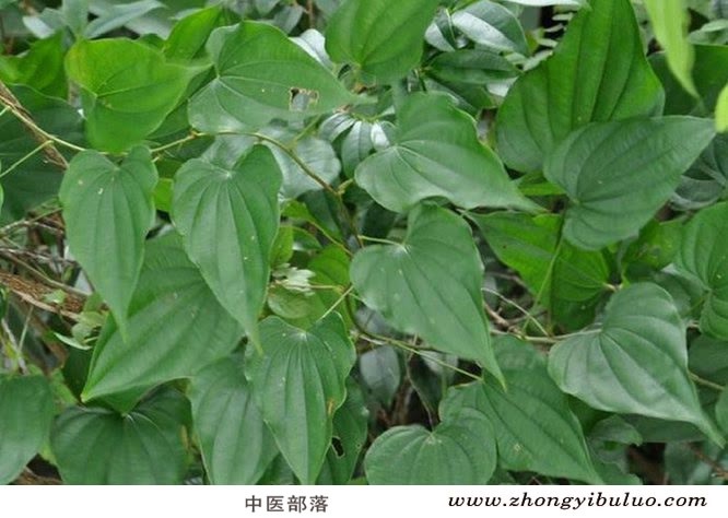 萆薢 - 图片3