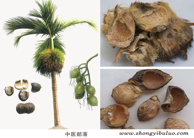 大腹皮 - 图片3