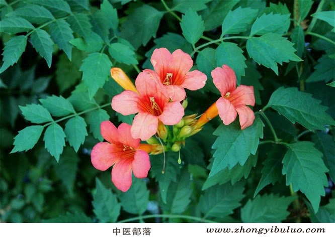 凌霄花 - 图片3