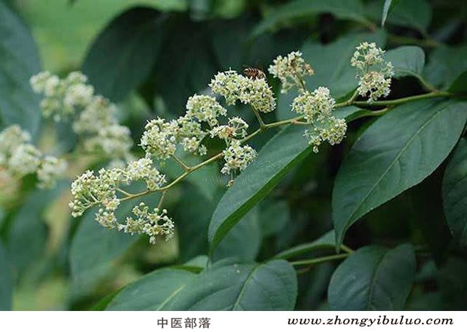 雷公藤 - 图片3