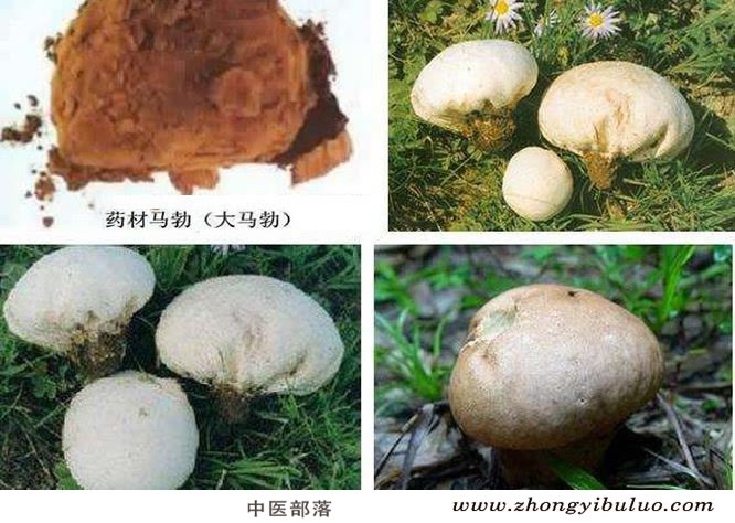 马勃 - 图片3