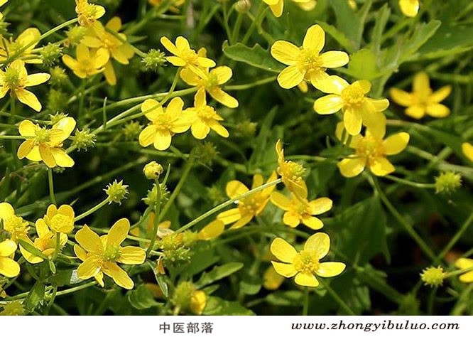 猫爪草 - 图片3