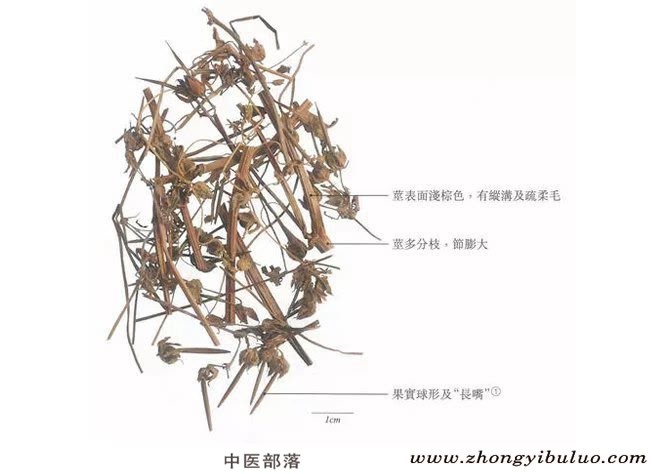老鹳草 - 图片2