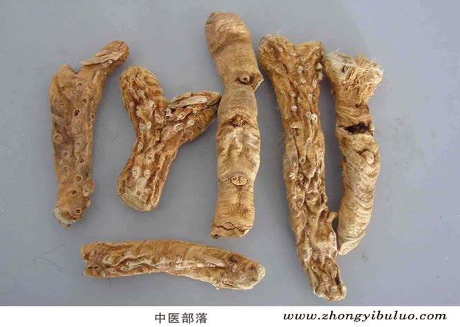 知母 - 图片2