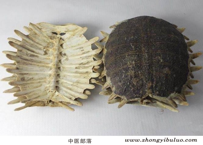 鳖甲 - 图片2