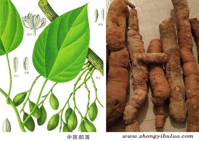 防己 - 图片3