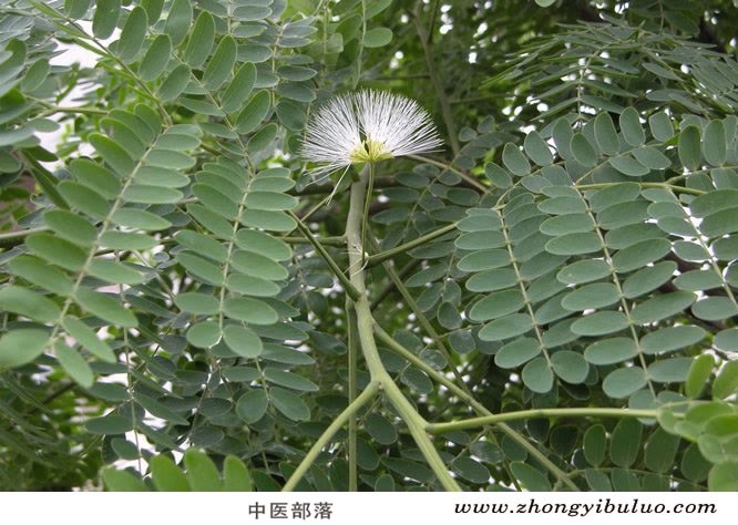 合欢皮 - 图片3