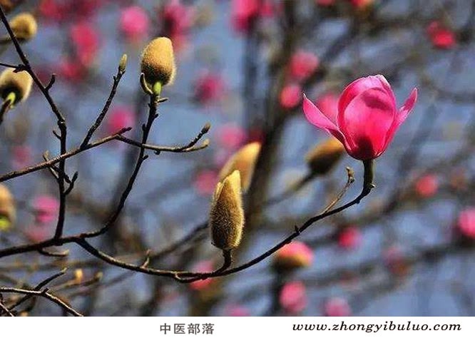 辛夷 - 图片3